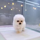 아이러브독 강아지분양 부천점 이미지