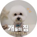 개들의 집 펫살롱 이미지