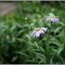 쑥부쟁이 이미지