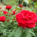 꽃향기바다소리 이미지