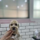 단비펫살롱 이미지