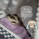 두리그루밍 | 슈가글라이더 두리 근황 (=중성화수술 , 특수동물병원)