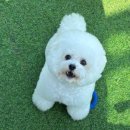 강아지 호텔 이미지