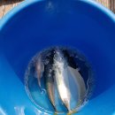 승마대리운전 | 3월 제주도 여행 (2일차/ 배낚시, 승마, 맛집)