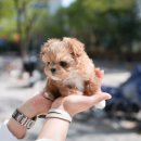 경기켄넬 이미지