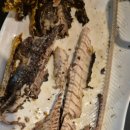 광어생각 이미지