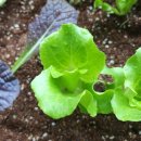 블루원 | 블루원 루트런 사용후기 비료 상추 적상추 베란다텃밭 뿌리관리 리뷰