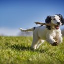 송 동물병원 이미지