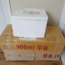 라피스게코 이미지