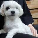 해피펫클럽 이미지