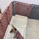 마벨펫푸드 이미지