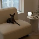 포항시북구15 | 포항 북구 두호동 헤어라인 눈썹 왁싱 잘하는 곳 예밤뷰티랩 솔직 후기