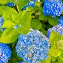 브라운도트 울산 삼산점 | 울산 장생포 수국 축제 숙소 호텔 추천 브라운도트 타니베이 호캉스