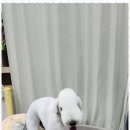 키티앤퍼피 이미지