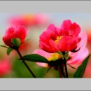 장동농장 이미지