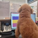 뽀송뽀송 강아지미용실 이미지