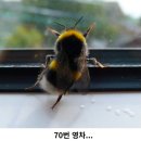 꿀꿀꽈배기