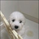 멍앤냥 강아지고양이 안양점 이미지