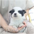 광주강아지분양 고양이분양 도로시펫 이미지