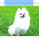 닥터훈트 이미지