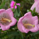 허브아일랜드식물원 이미지