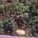 삼보렌트카 이미지