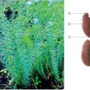 호매실약국 이미지