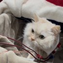 전북동물의료센터 이미지