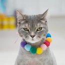 페티포티 이미지