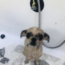 꼬몽그루밍 이미지