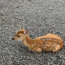 중앙사슴목장 이미지