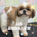 뽀네펫살롱 | 시츄미용 | 대구애견미용 | 신매애견미용