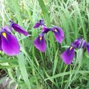 펜션밀물떼 이미지