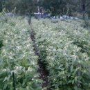 낙성대동-26 이미지