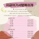 지금여기서행복하개 이미지