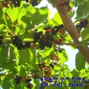 동보농장 이미지