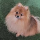 보리콩이네 이미지