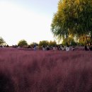 2018년 가을 하늘공원의 핑크뮬리와 댑싸리 이미지
