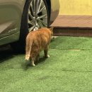 숯불타오른닭 | 타오른 불꽃 벼락되어 내리치며 번뜩이는 칼날되어 함께 붙은 몸 가운데를 잘라 내어버렸지