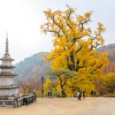 제198차 2025년 9월 정기산행(경기도 양평 물소리길 트레킹&amp; 용문산 용문사 관람) 이미지