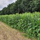 전의농장 이미지