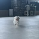 멍스타애견 이미지