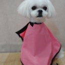 도그리썸 이미지