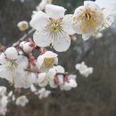 매화농장 이미지