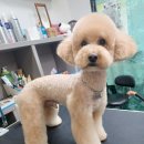 견생스타일 이미지