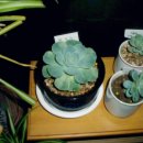 연아세탁소 이미지