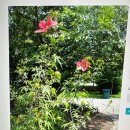 챗GPT에서 답한 우리 무궁화Hibiscus syriacus 와 교배가능한 무궁화속식물사진 Hibiscus coccineous 이미지