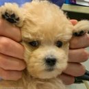 S동물병원 이미지