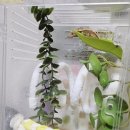 베비라 | ✨ 개쩌는 게코아일랜드 바인 후기 ✨