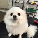 예뻐질개 이미지